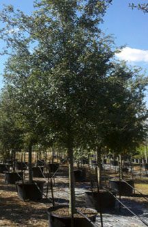 Houston Tree Planting by Tree Worxx